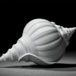 Conch Shells